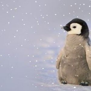 Meet your Posher, Lee ann